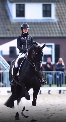 #horse #equestrian #horsegirl #pony #dressage