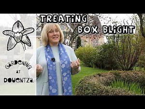 Treating Box Blight