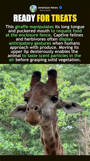 GIRAFFE BEGGING AND TASTE RESPONSE