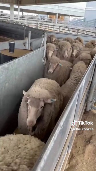 Gogetta Bossy: Trained Working Dog for Auction