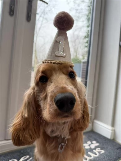 Barney’s 1st birthday shoot 🥳📸#fyp #cockerspaniel #1stbirthday #birthdayboy