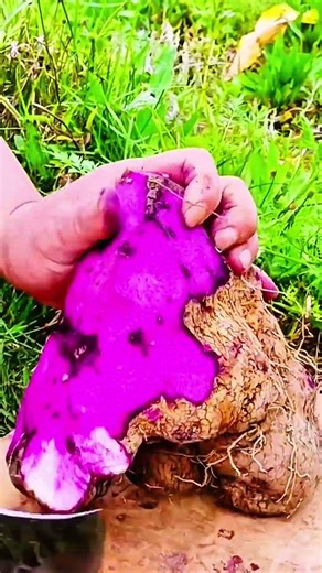 Curved knife slices yam bright, crisp rhythm of morning root cutting craft
