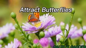 Amazon.com : QAUZUY GARDEN 70 Key Lime Seeds, Mexican Acid Lime, West Indian Lime Seeds - Non-GMO Fruit Seeds - Perennial Tropical Exotic Fruit Tree - High Yield & Tasty & Easy to Grow : Patio, Lawn & Garden