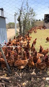 Semi intensive farming in poultry industry #joycebawahmogtari #JM | Adu Ababio