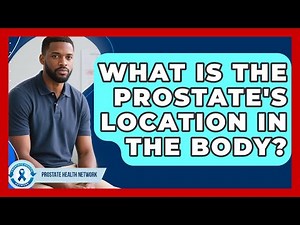 What Is The Prostate's Location In The Body? - Prostate Health Network