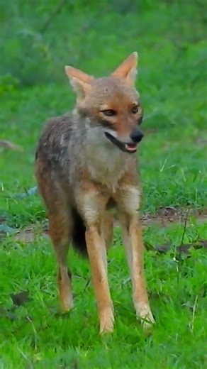 JACKAL ❣️#jungle #forest #india #wildlife #artist #rajasthan #jackal #tiger #ranthambore