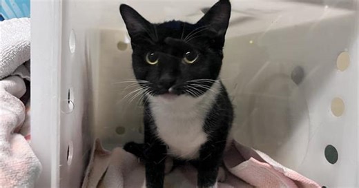 Pasadena Humane Society hope to reunite pets and owners separated by the Eaton Fire