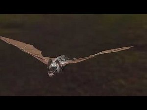 Common Vampire Bat
