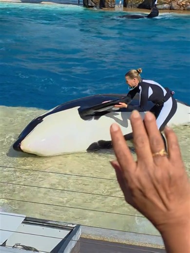 Jesica Orca show 🥰🥰❤️❤️ #Orca #jesica #viralvideotiktok #fypシ゚viral🖤tiktok #foryoupage