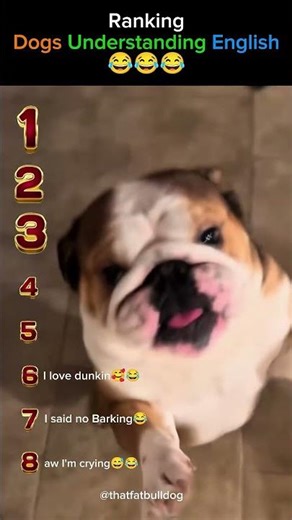 Ranking Dogs vs English: Who Understands Best?