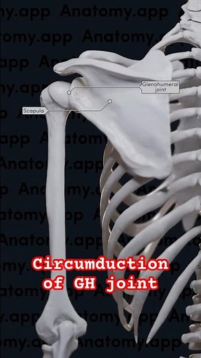 Circumduction of Glenohumaral joint | master arm biomechanics