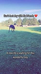 BFAS - Brook Farm Animal Sanctuary on Reels