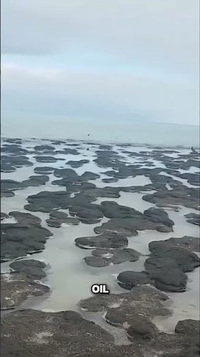 Living fossils: the World's Rarest Stromatolites