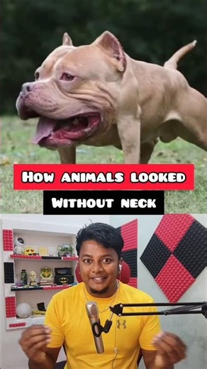 What If Animals Had No Necks? (Hilarious Imagination)