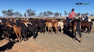 Drovers ride 700km for a cause in epic Cattle Drive