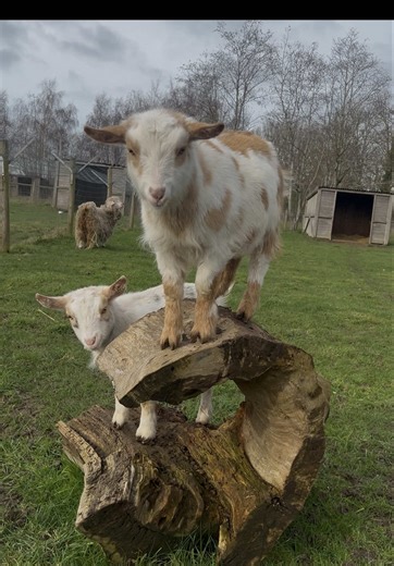 Meet the newest arrivals to the Titchmarsh Centre, Nutmeg & Cinnamon the Pygmy Goats. They arrived from @All Things Alpaca - Trekking earlier this month and they have been settling in amazingly. We have loved watching their personalities start to shine through and can’t wait to watch them grow up! #aruwrittle #animalstudies #pygmygoat #fyp #newarrival