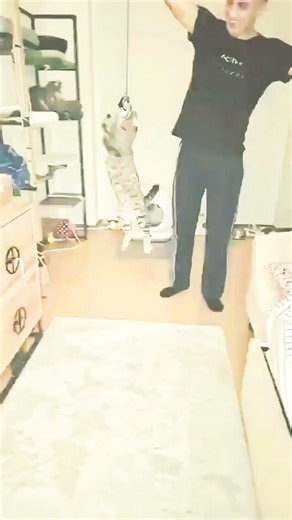 This Acrobat Cat Will Steal Your Heart — A Live You’ll Never See Anywhere Else