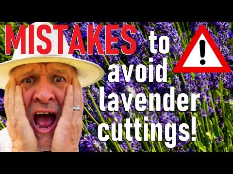 Five mistakes to avoid propagating lavender from cuttings - Step by step Master class