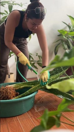 How to Save Your Snake Plant from Mealybugs 🪴