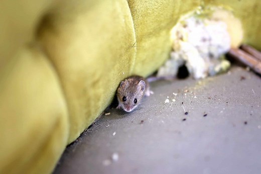 How Many Babies Do Mice Have?