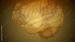 Brain