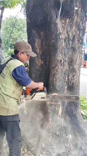 Woodworking project tree feeling skills technique #shortvideo #treecutting #chainsaw