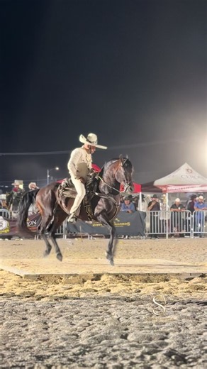 Caballos bailadores: cómo son y por qué fascinan