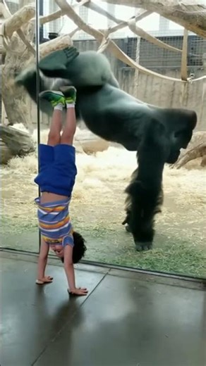 Kid Does Handstand, Gorilla's Reaction is UNBELIEVABLE! 🤯