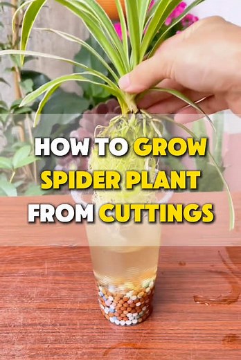 Spider Plant Propagation Techniques Made Simple