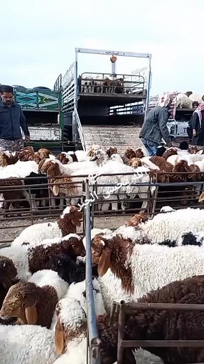 Understanding Sheep Behavior on a Farm