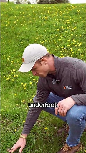 Why People Switch to Clover Lawns!