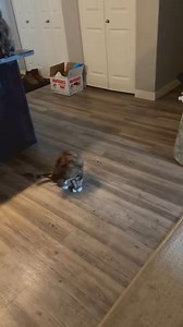 Crazy cat #cat #funnyvideo #catsoftiktok #fyp #pet (1)#cats #catsofinstagram #cat #catstagram #cats_of_instagram #kitty #catlover #instacat #kitten #love #kittens #meow #pets #catoftheday #cute #pet #animals #catlovers #photooftheday #adoptdontshop #dogs #catlife #instagood #petstagram #catsagram #animal #cats_of_world #kittensofinstagram #caturday #petsofinstagram | Cat cat88M