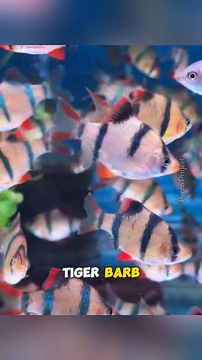 130K views · 2K reactions | Ikan Sumatra (Tiger barb) | Ikan dengan corak seperti harimau‼️ | Tag: #tigerbarb #ikansumatra #sumatra #ikanhias #ikanhiasairtawar #wildlife #wildlifephotography #faktamenarik #faktaunikhewan #reelsvideo | Porco Project | Facebook