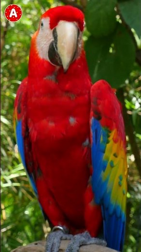 Perroquet - Oiseau Tropical - Bruit de Perroquet #Shorts