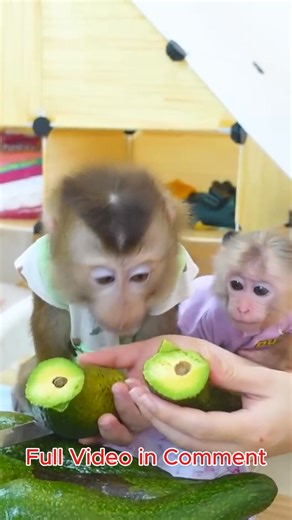 4.8K views · 197 reactions | Monkeys Pupu and Poki savor a refreshing summer delight.....Full Video in Comments | Monkey TV | Facebook