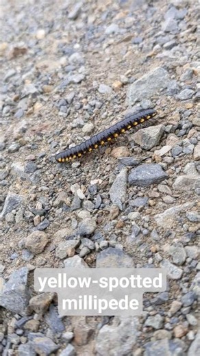 yellow-spotted millipede