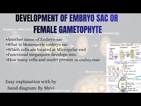 🚀🚀Development of Mature Embryo SAC or Female Gametophyte