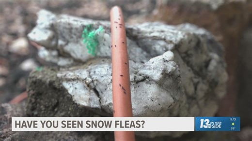 Snow fleas? | Why you might notice bugs on the snow during warm weather