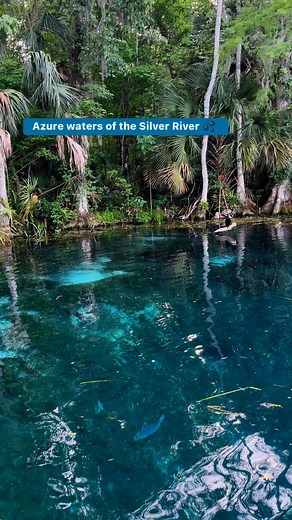 Azure waters of Florida’s Silver River 💦 🛶 | Gilmore Pictures