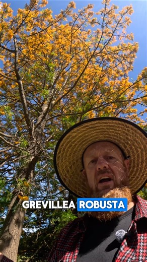 LOVE IT OR HATE IT – GREVILLEA ROBUSTA Out Now Binchys Garden #grevillearobusta #tree #weeds #garden