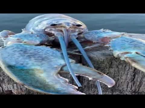 10 Minutes Of Very Loud Screaming