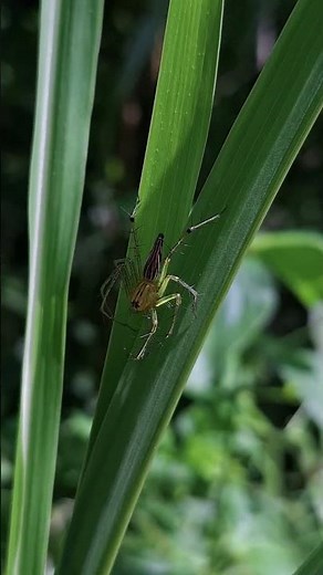 Lynx Spider – The Ambush Predator Without a Web 🕷️