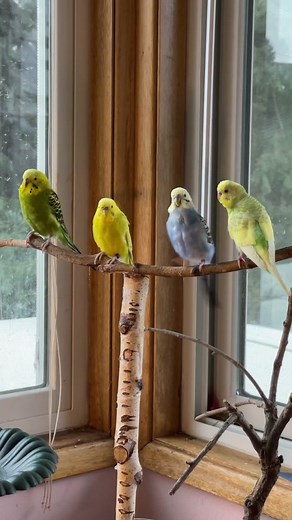 Budgie Bird Room Tour and Cage Playground Setup