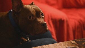 164K views · 9.2K reactions | Meet Gremlin! A dogfighting survivor, Gremlin has gotten his second chance at a happy life. Watch his rescue story and see him loving life in his forever home. | Humane World for Animals | Facebook