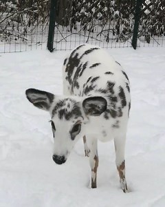 Have you ever seen a Dalmatian fawn? Instagram: @fuzzyfawn | Animals are Awesome