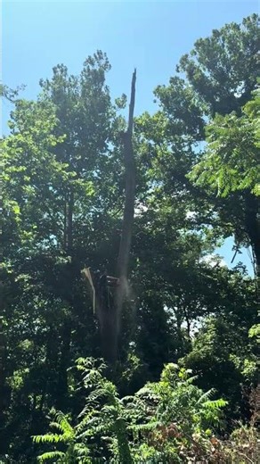 MASSIVE Tree Removal in St. Louis! 😱 You Won't Believe This Oak #treecare #stihl #treecutting