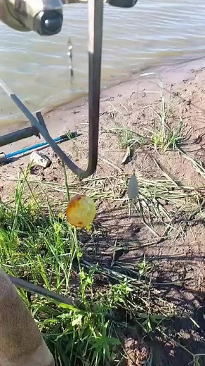 Genesis Fishing Tackle on TikTok