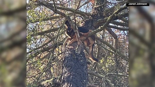 2.5K views · 40 reactions | WOW! You may have heard of a cat getting stuck in a tree -- but a DOG? Meet Luna, a California German Shepherd who went missing... only to be found under curious circumstances in El Dorado County. Just see for yourself! MORE 》https://krcrtv.com/news/offbeat | KRCR News Channel 7 | Facebook