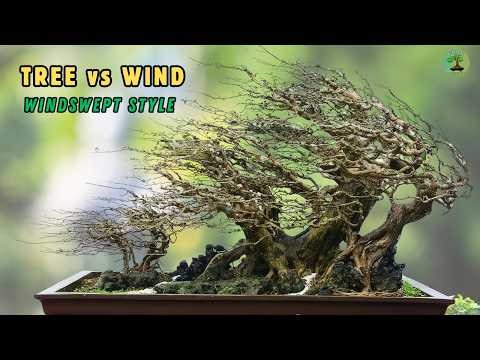 Extreme Wind Forces Trees to Grow Sideways | The Tree Before the Bonsai