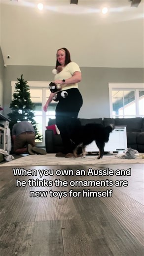 The joys of owning an Aussie 🤣 #toyminiaussie #aussiesdoingthings #australianshepherd